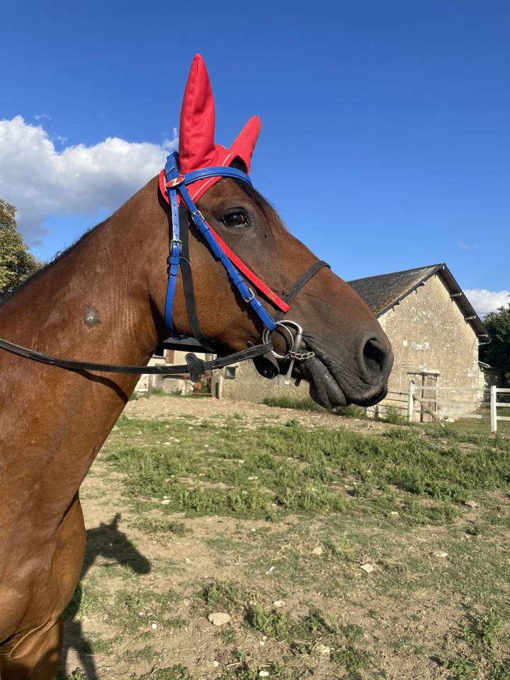 Cavalla Trottatore Francese In vendita 2015 Baio