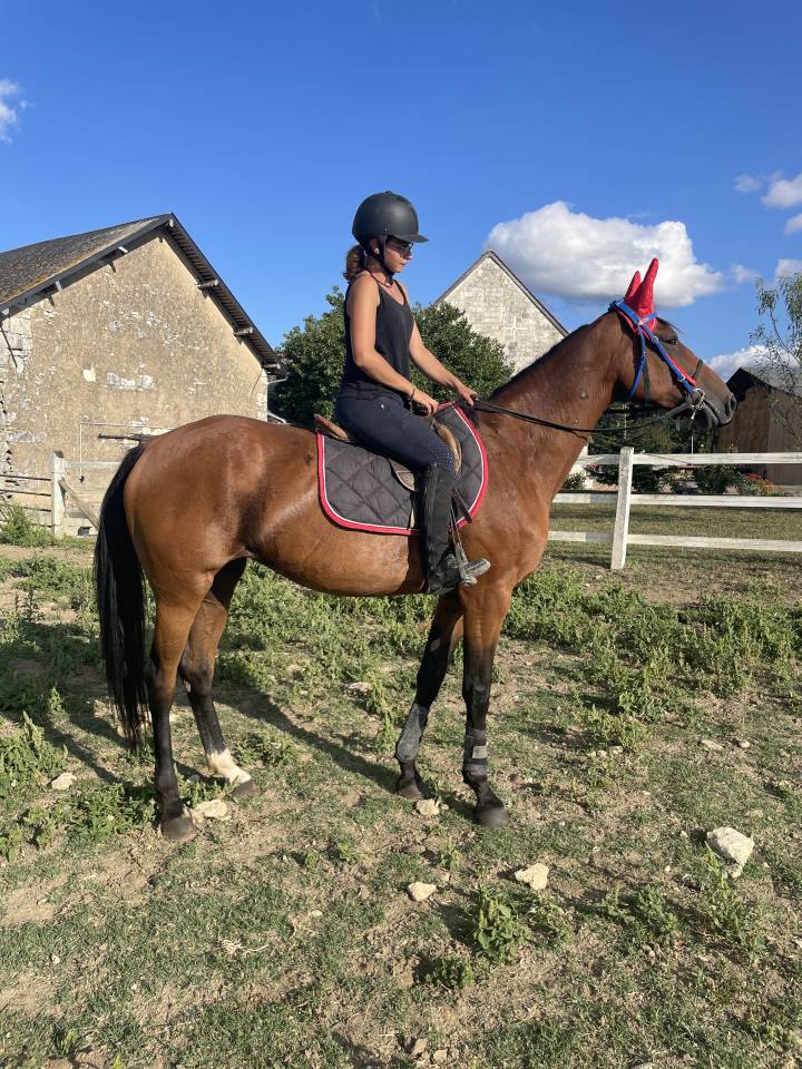 Cavalla Trottatore Francese In vendita 2015 Baio