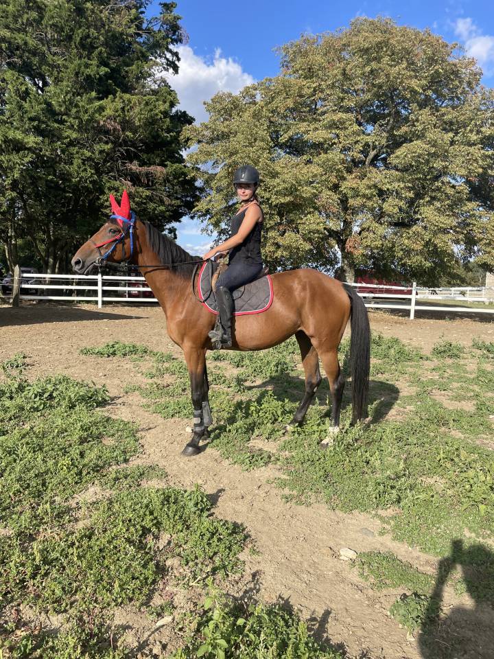 Cavalla Trottatore Francese In vendita 2015 Baio