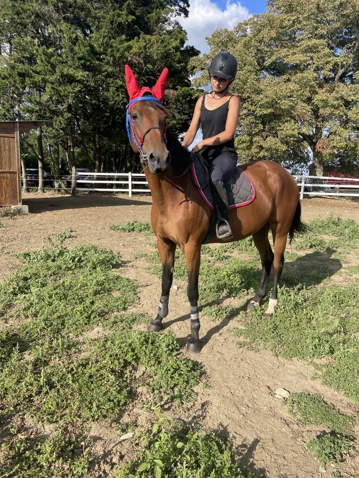 Cavalla Trottatore Francese In vendita 2015 Baio