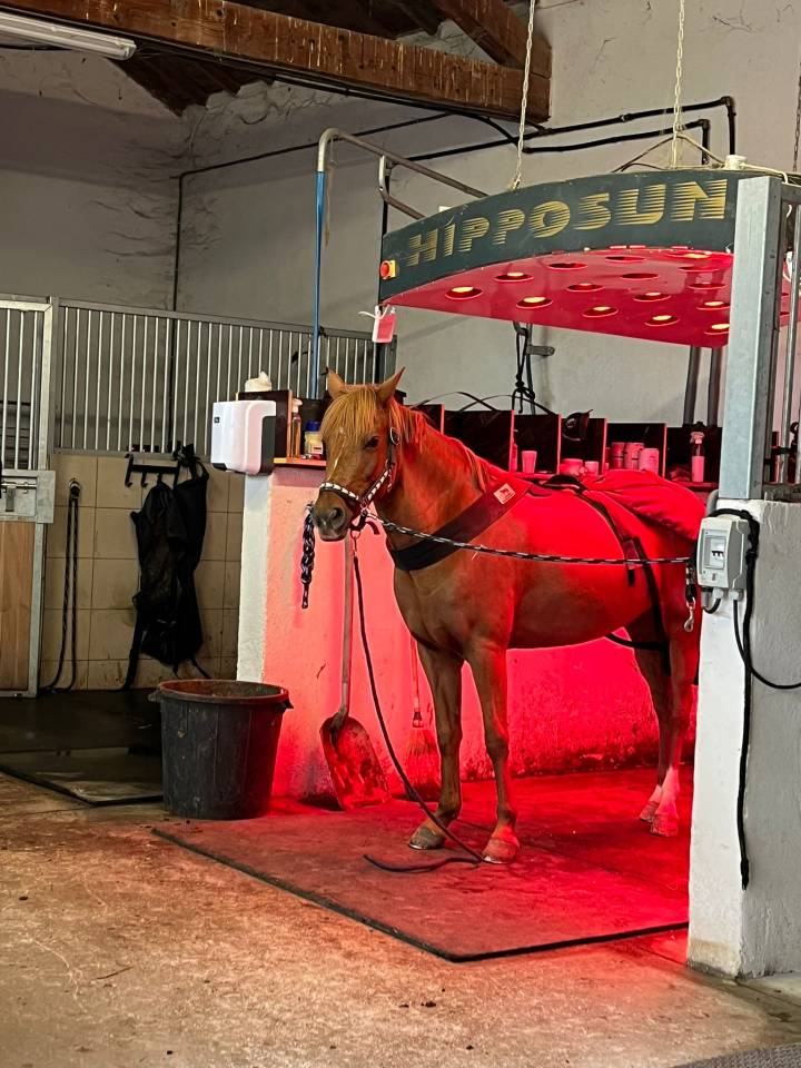 Cavalla New Forest Noleggio 2011 Sauro