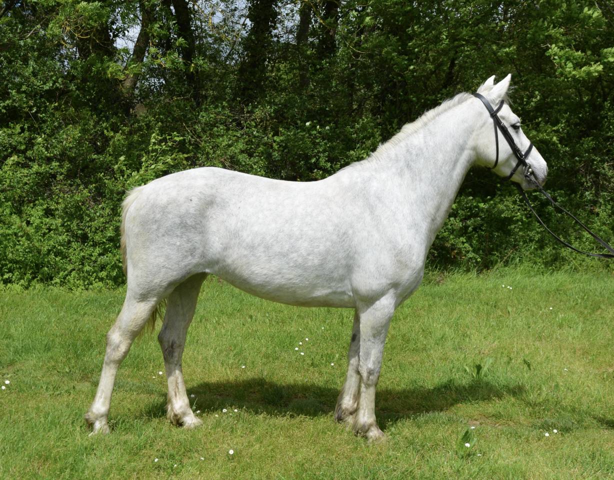 Cavalla Connemara In vendita 2017 Grigio ,  IDEFIX DU VILLON