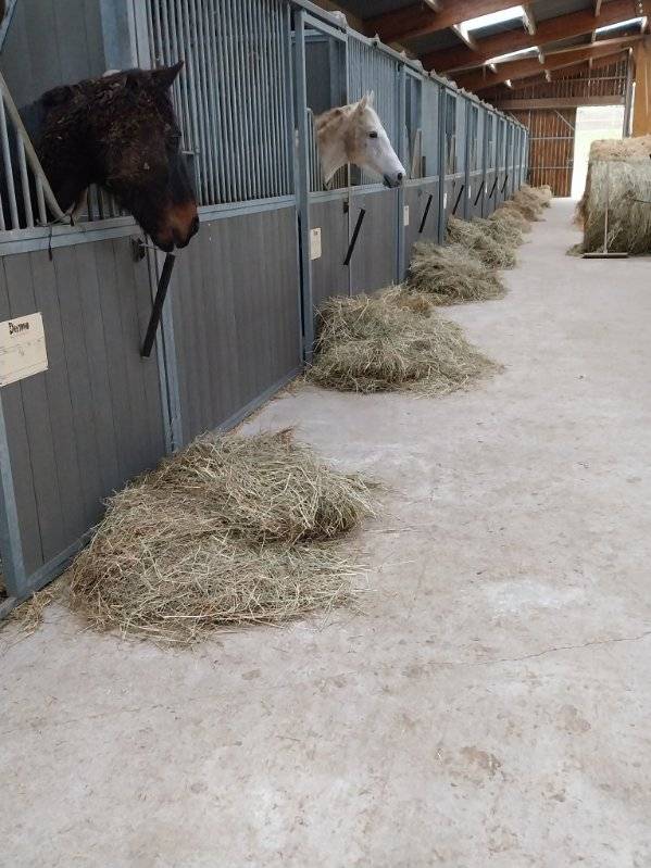Pony club In vendita Deux-S&egrave;vres