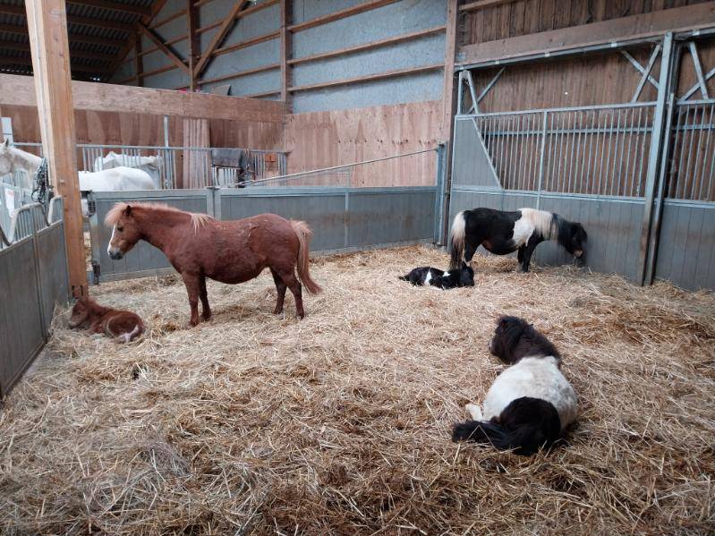 Pony club In vendita Deux-S&egrave;vres