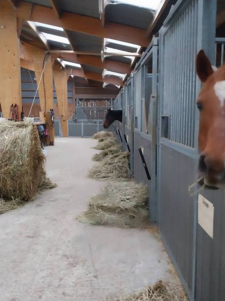 Pony club In vendita Deux-S&egrave;vres