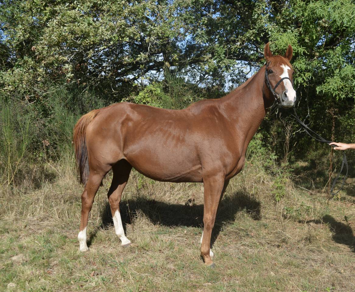 Cavalla AQPS In vendita 2012 Sauro