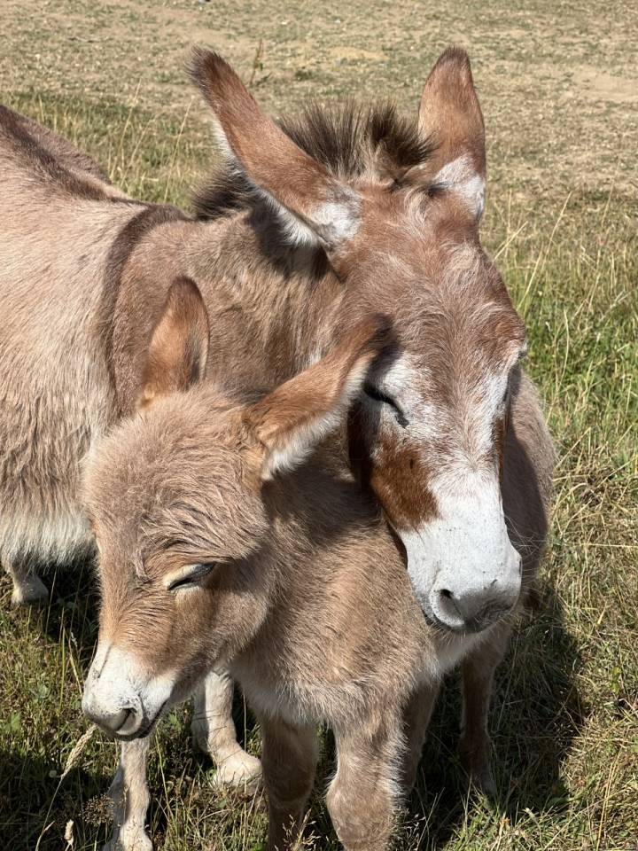 Asno Miniature In vendita 2024 Grigio