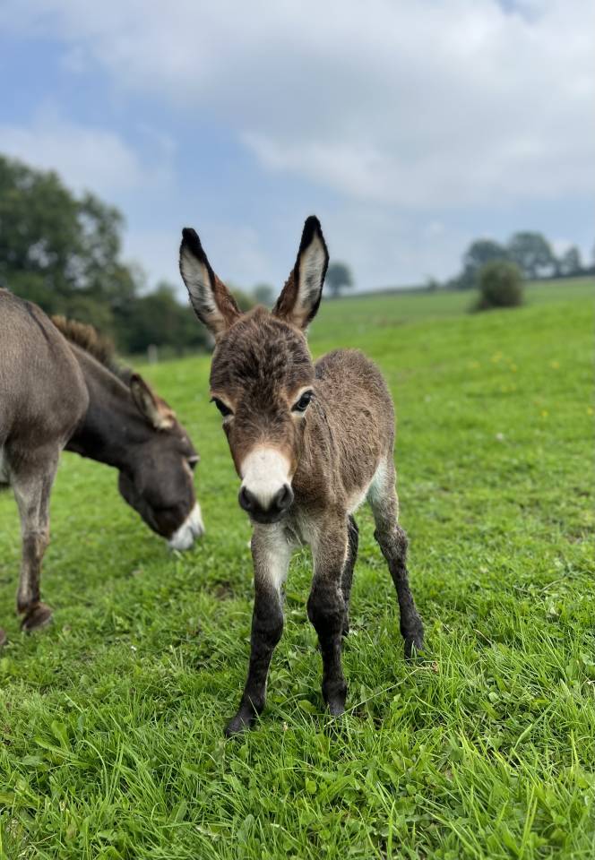 Asno Miniature In vendita 2024 Grigio