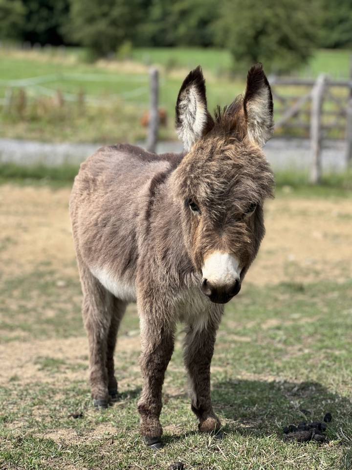Asno Miniature In vendita 2024 Grigio