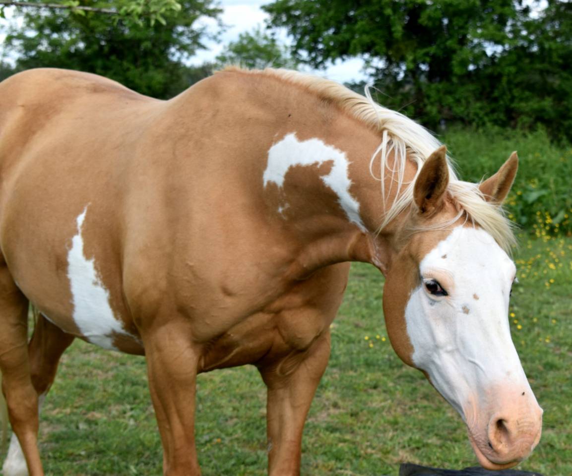 Puledra Mezzo Sangue Arabo In vendita 2023 Altro colore ,  PETRUS DE LAFON