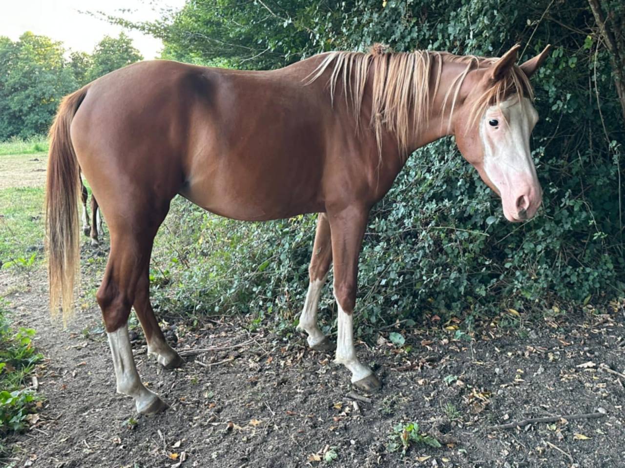 Puledra Mezzo Sangue Arabo In vendita 2023 Altro colore ,  PETRUS DE LAFON