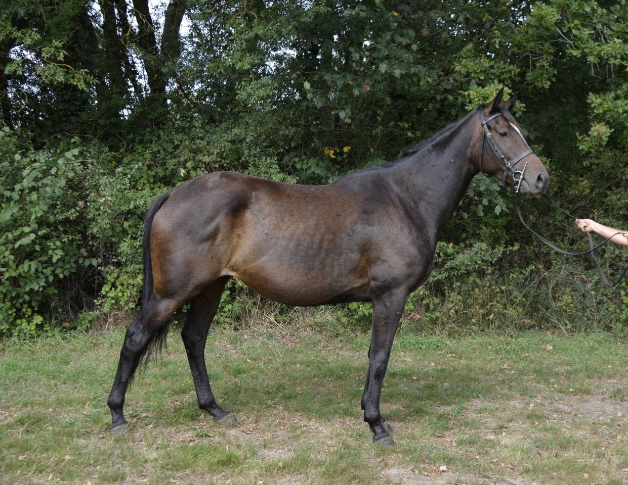 Cavalla Origine Non Constatata In vendita 2019 Baio