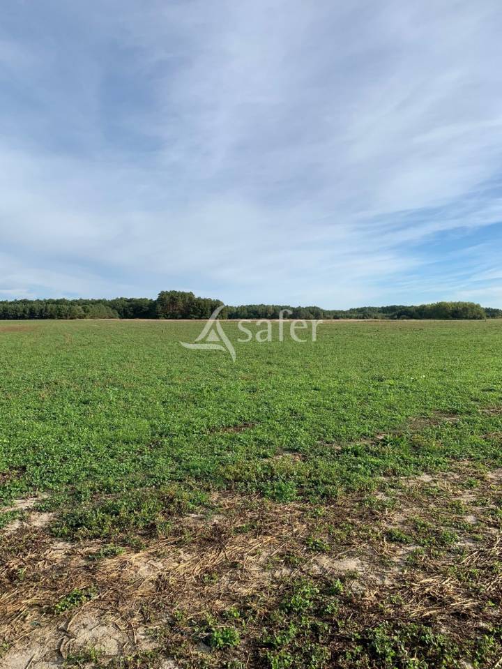 Azienda cerealicola In vendita Loir-et-Cher
