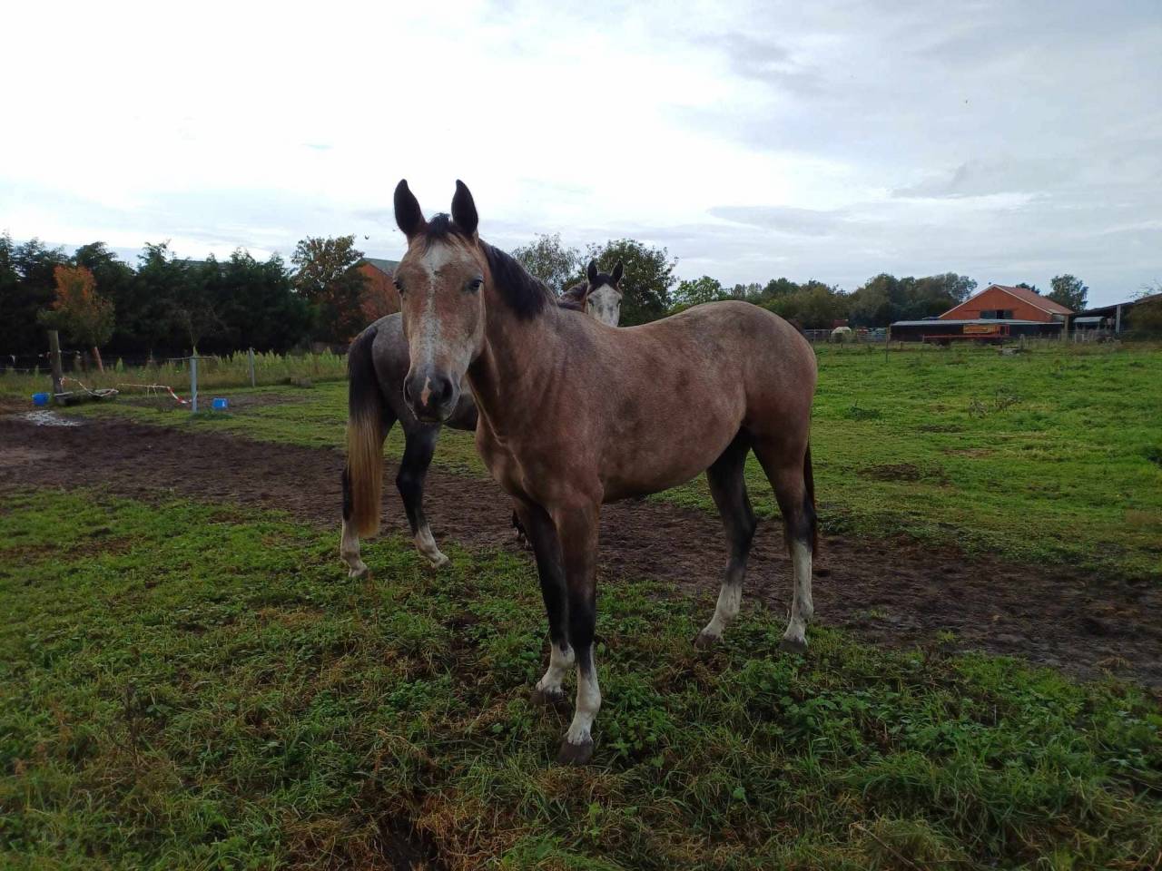 Cavalla sBs Cavallo da Sport Belgio In vendita 2021 Aubère ,  korado de baudignies