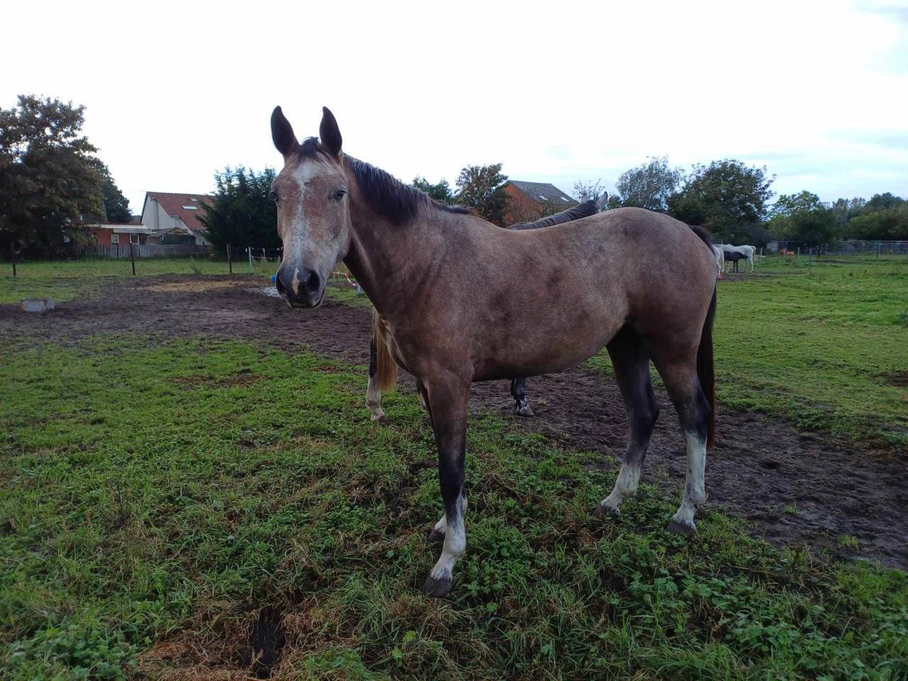 Cavalla sBs Cavallo da Sport Belgio In vendita 2021 Aubère ,  korado de baudignies