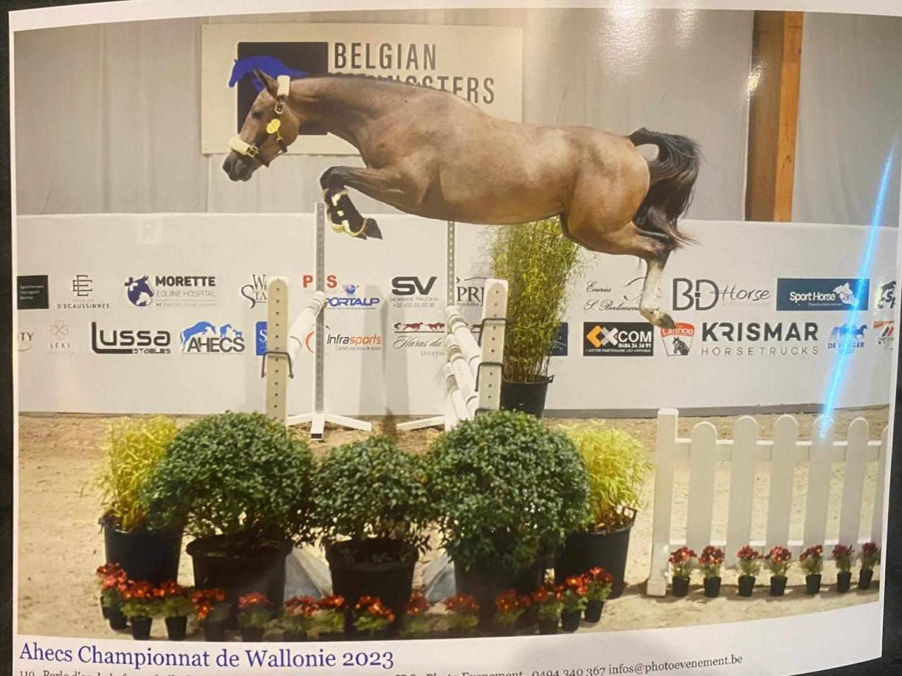 Cavalla sBs Cavallo da Sport Belgio In vendita 2021 Aubère ,  korado de baudignies