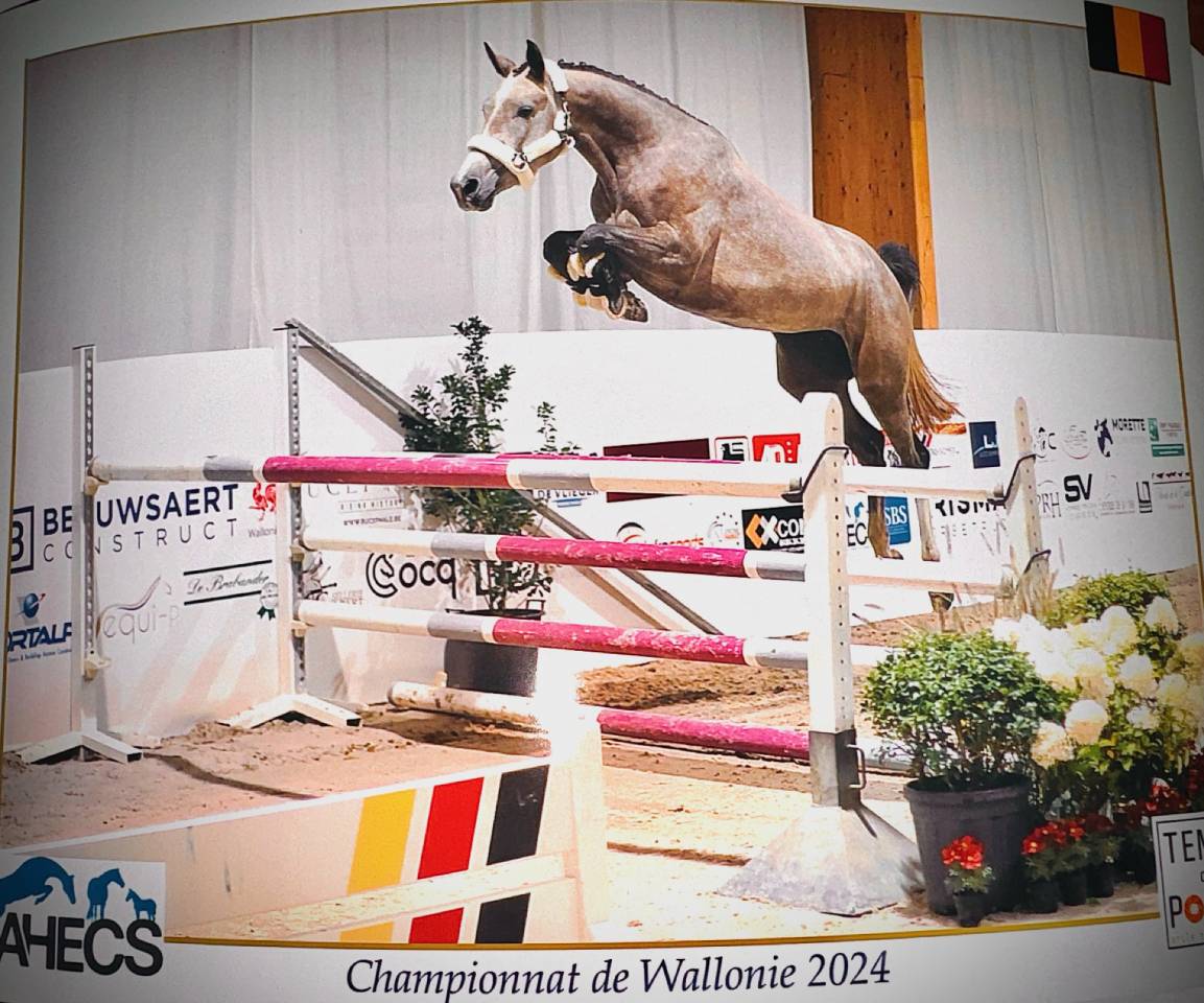 Cavalla sBs Cavallo da Sport Belgio In vendita 2021 Aubère ,  korado de baudignies