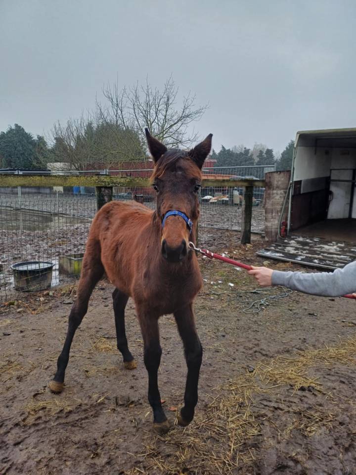 Puledra Zangersheide In vendita 2024 Baio scuro ,    COMMILF’OH de la Marchette