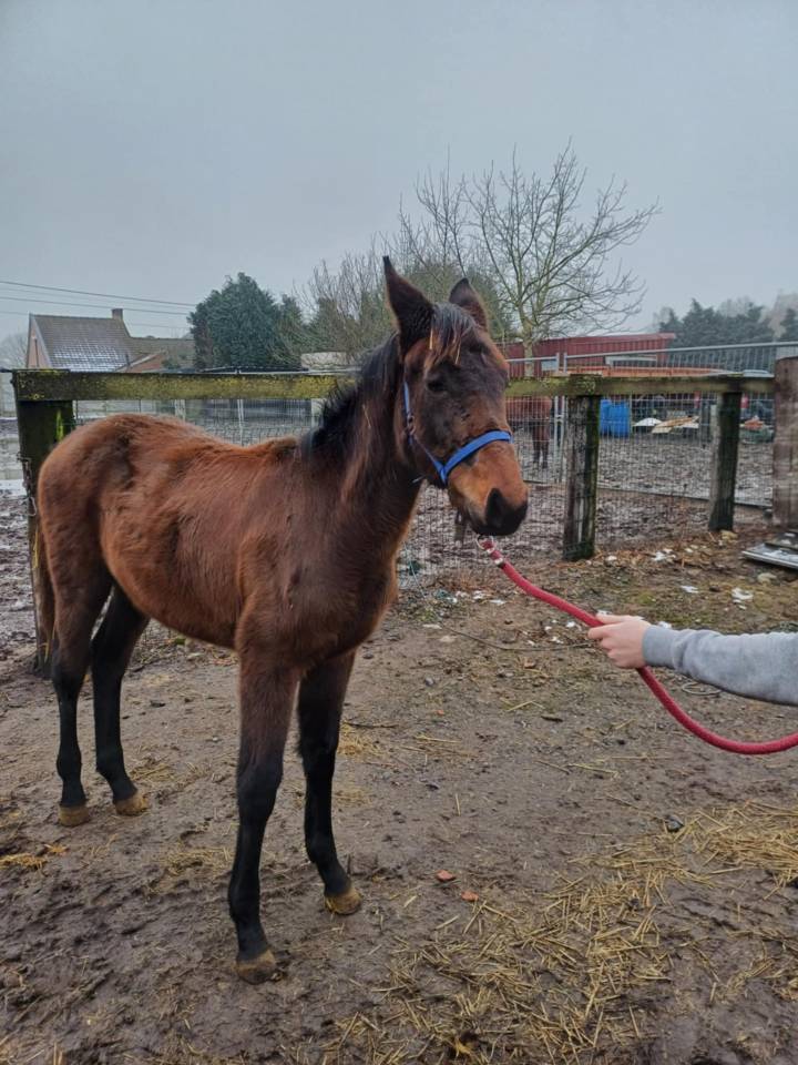 Puledra Zangersheide In vendita 2024 Baio scuro ,    COMMILF’OH de la Marchette