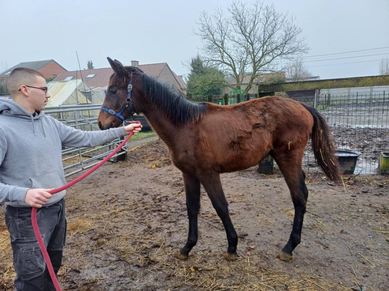Puledra Zangersheide In vendita 2024 Baio scuro ,    COMMILF’OH de la Marchette