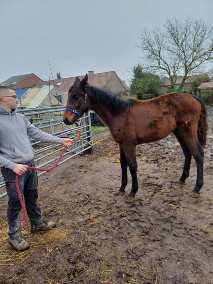 Puledra Zangersheide In vendita 2024 Baio scuro ,    COMMILF’OH de la Marchette