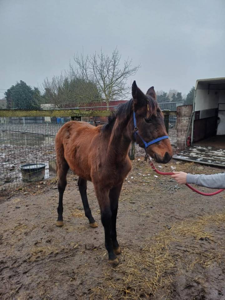 Puledra Zangersheide In vendita 2024 Baio scuro ,    COMMILF’OH de la Marchette