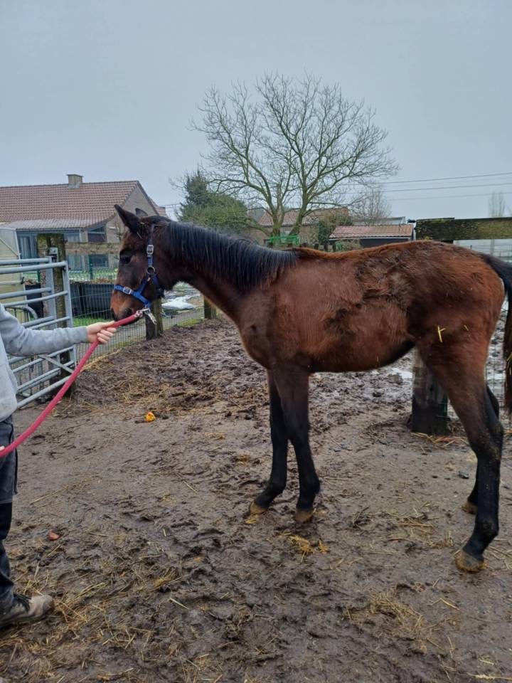 Puledra Zangersheide In vendita 2024 Baio scuro ,    COMMILF’OH de la Marchette