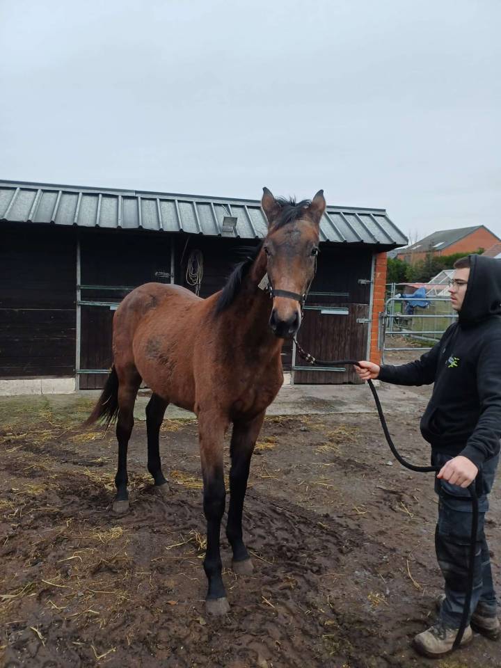 Puledra Zangersheide In vendita 2024 Baio scuro ,    COMMILF&rsquo;OH de la Marchette