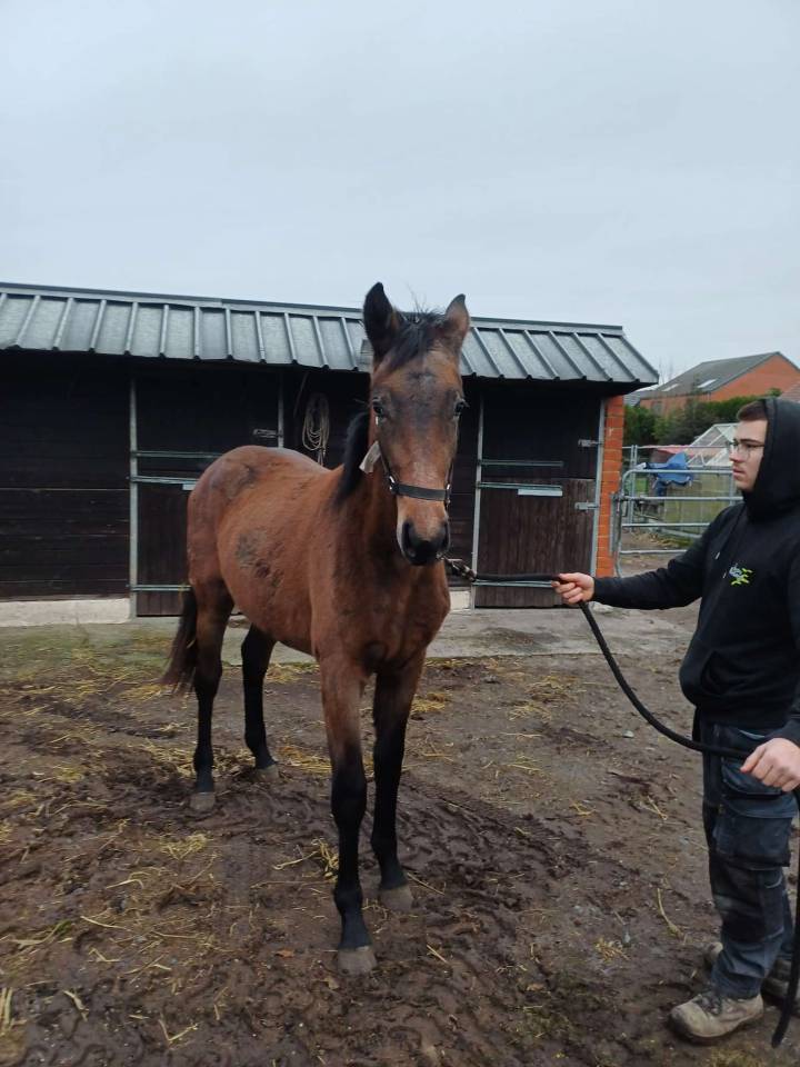 Puledra Zangersheide In vendita 2024 Baio scuro ,    COMMILF&rsquo;OH de la Marchette