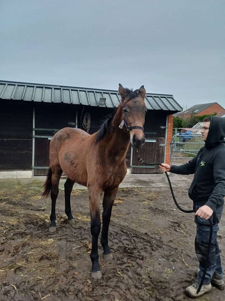 Puledra Zangersheide In vendita 2024 Baio scuro ,    COMMILF&rsquo;OH de la Marchette