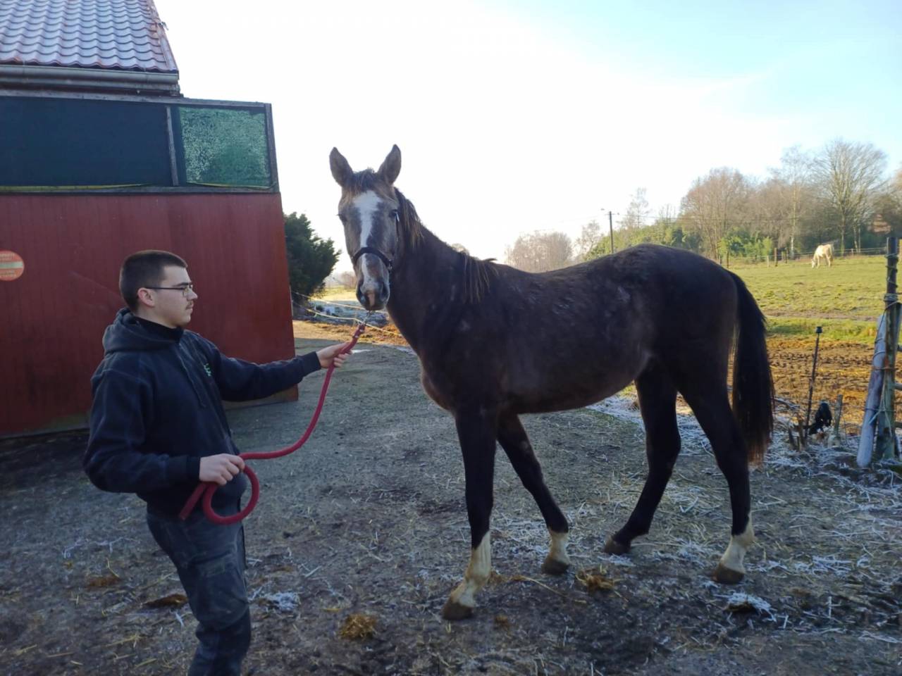 Puledro Zangersheide In vendita 2023 Aubère ,  CHACCO-WHITE