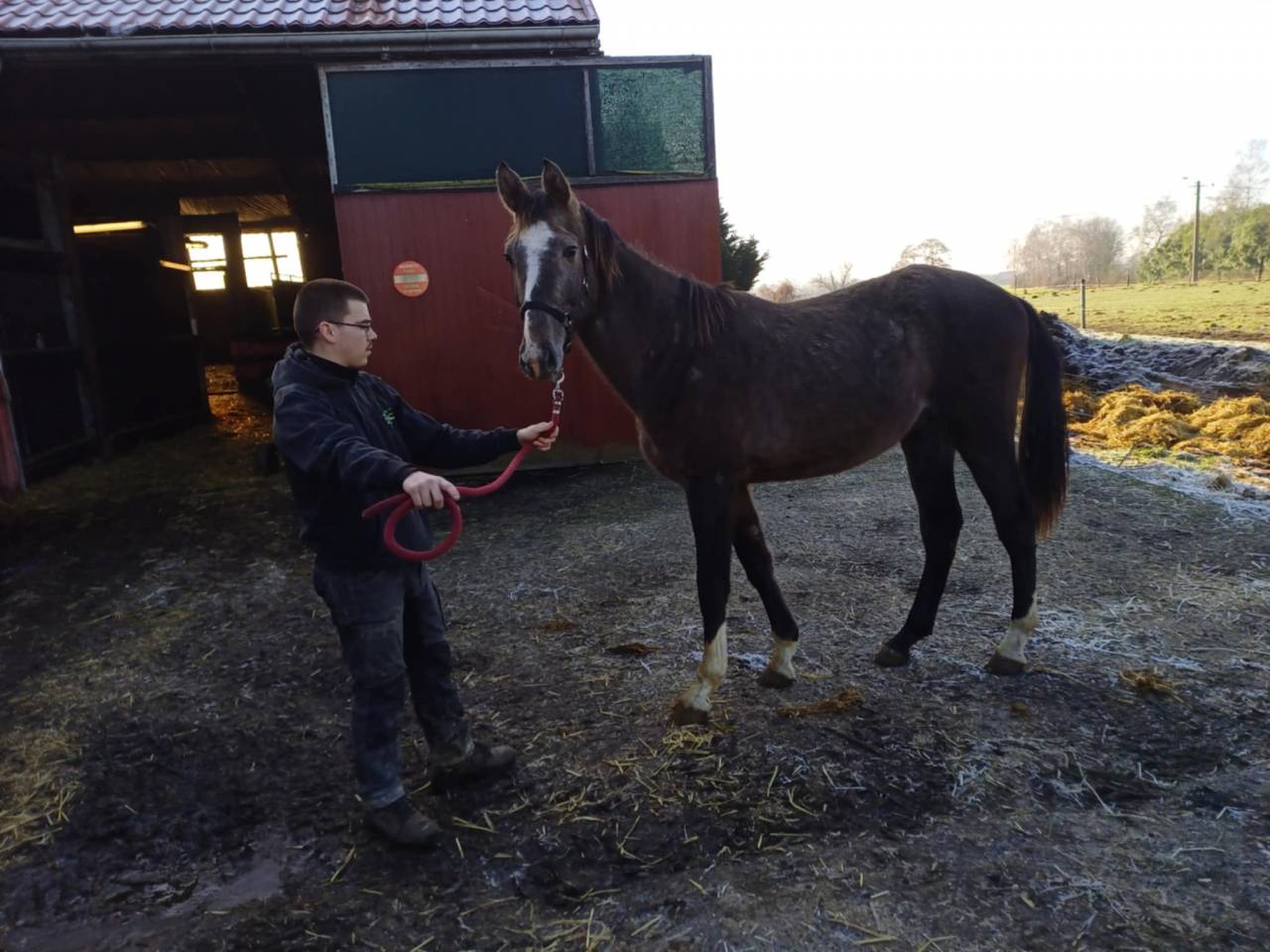 Puledro Zangersheide In vendita 2023 Aubère ,  CHACCO-WHITE