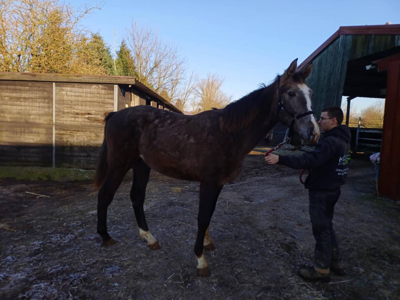 Puledro Zangersheide In vendita 2023 Aubère ,  CHACCO-WHITE