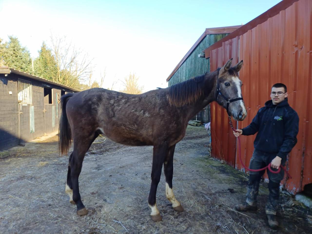 Puledro Zangersheide In vendita 2023 Aubère ,  CHACCO-WHITE