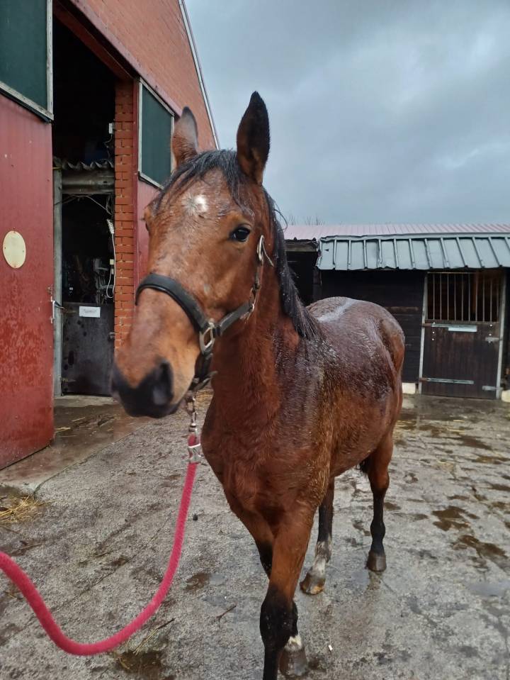 Intero Zangersheide In vendita 2023 Baio ,  Costello T Z