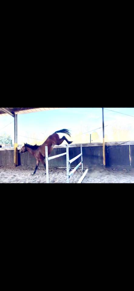 Intero Zangersheide In vendita 2023 Baio ,  Costello T Z