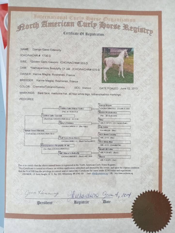 Stallone Curly In vendita 2014 Perlino ,  golden gaits gawonii