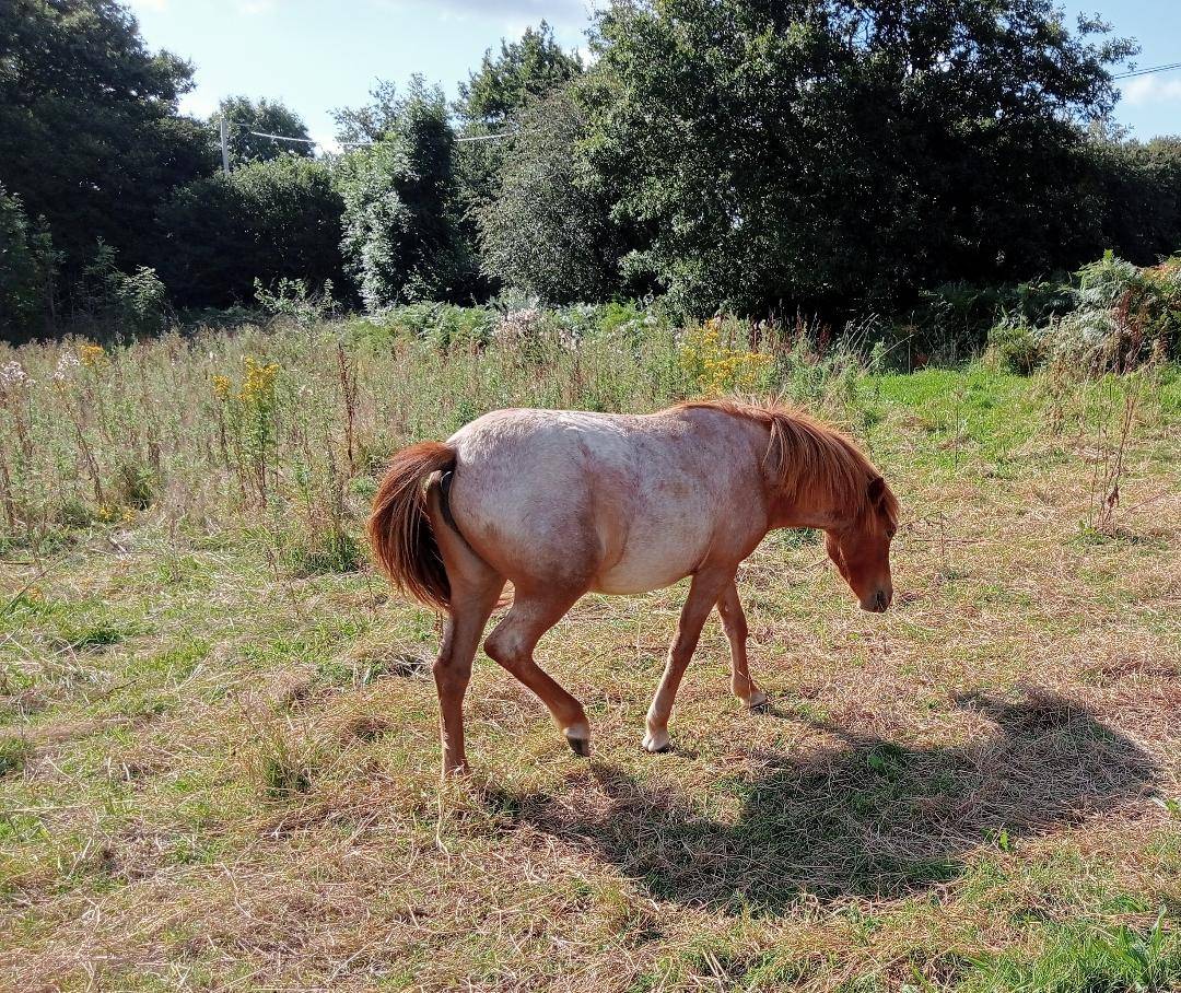 Puledra Curly In vendita 2022 Roano ,  indianinio edacurly