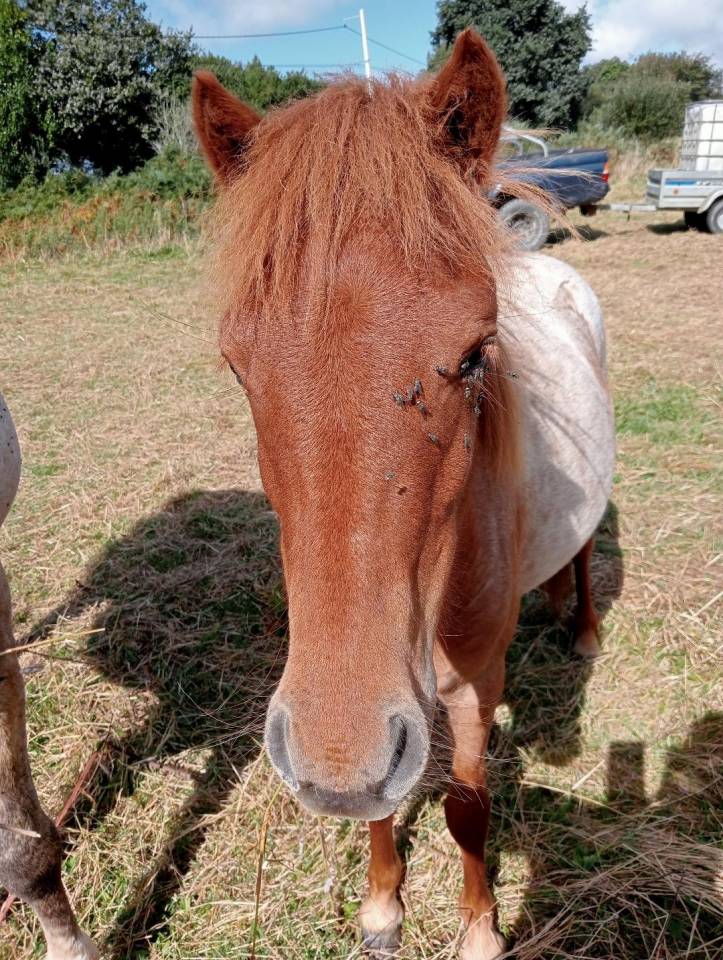 Puledra Curly In vendita 2022 Roano ,  indianinio edacurly