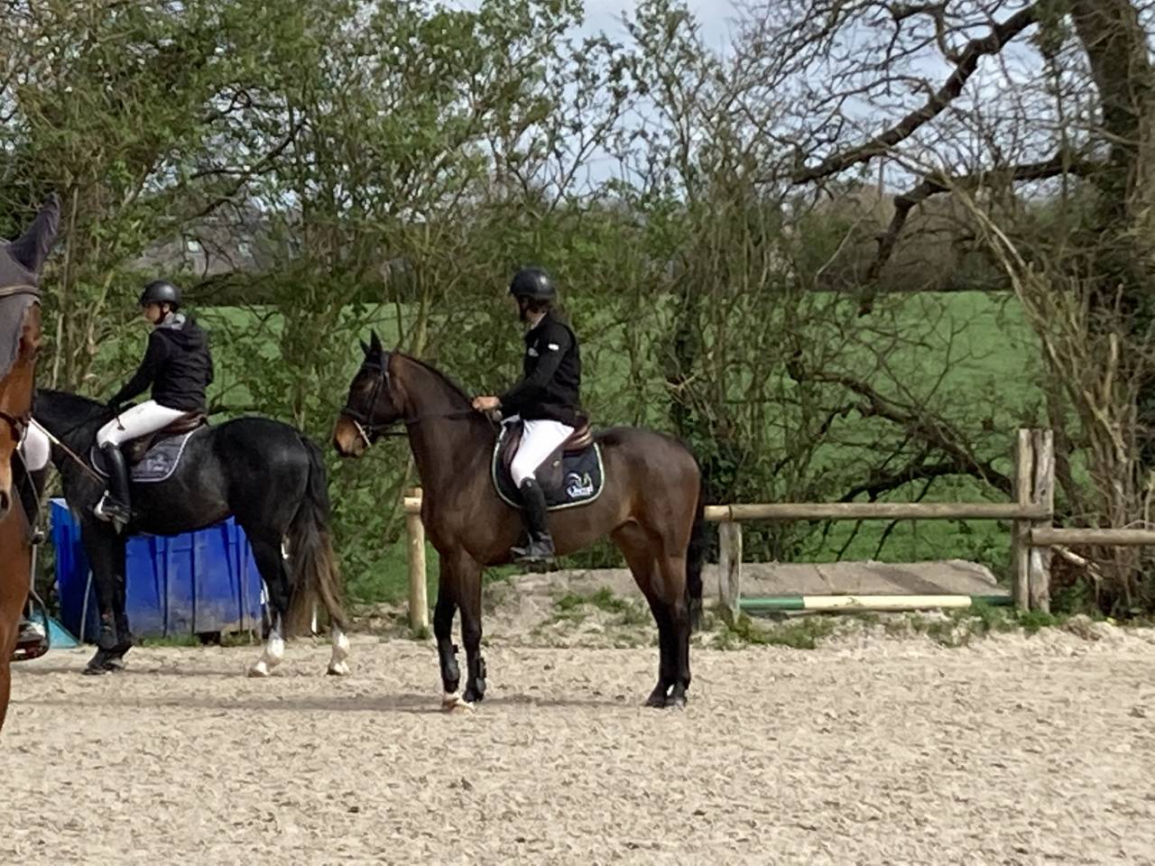 Castrone Sella Francese In vendita 2019 Baio ,  L’arc de triomphe
