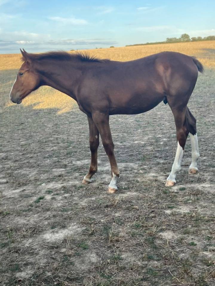 Puledro Sella Francese In vendita 2023 Sauro brulé ,  Jilbert van't ruytershof