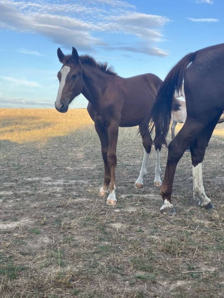 Puledro Sella Francese In vendita 2023 Sauro brulé ,  Jilbert van't ruytershof
