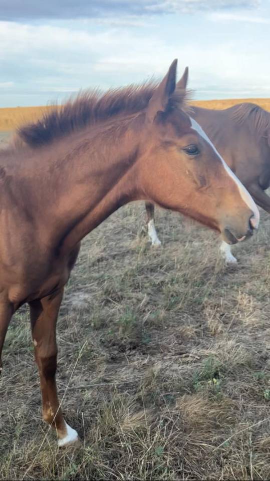 Puledro Sella Francese In vendita 2023 Sauro brulé ,  Jilbert van't ruytershof