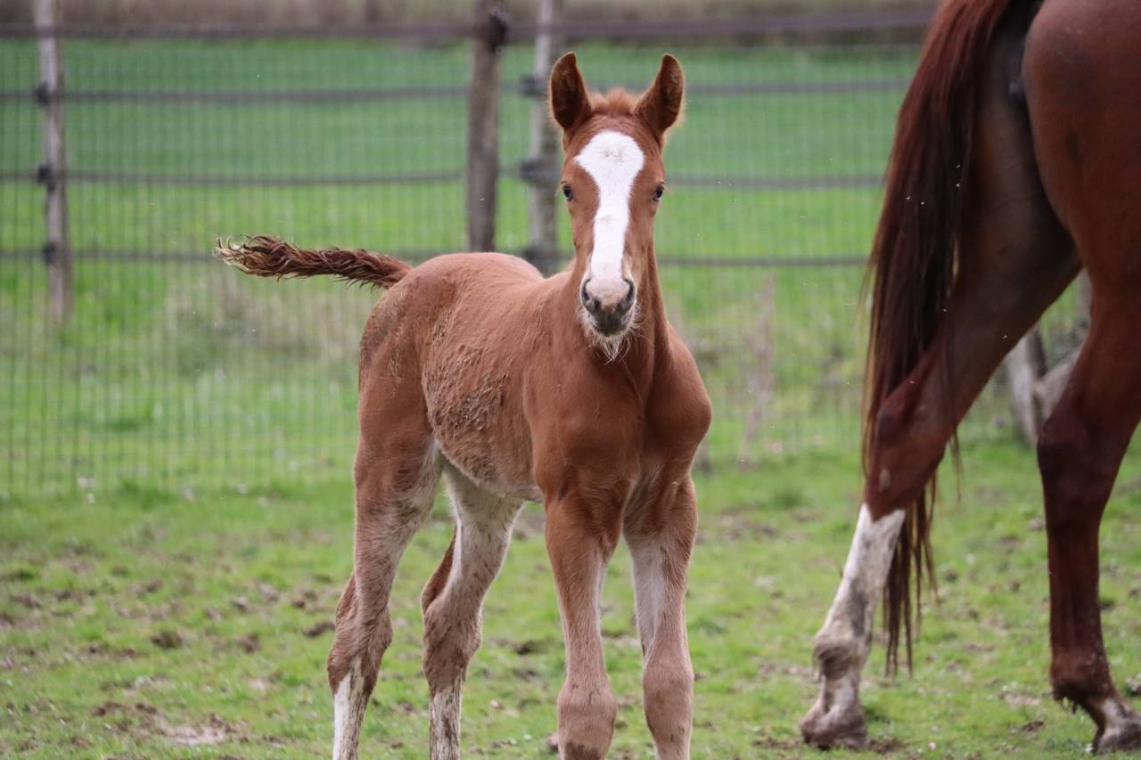Puledro Sella Francese In vendita 2023 Sauro brulé ,  Jilbert van't ruytershof
