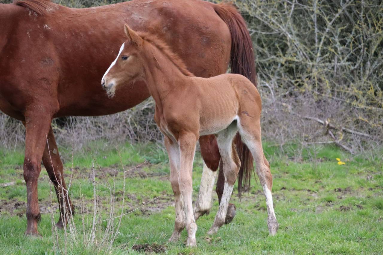 Puledro Sella Francese In vendita 2023 Sauro brulé ,  Jilbert van't ruytershof