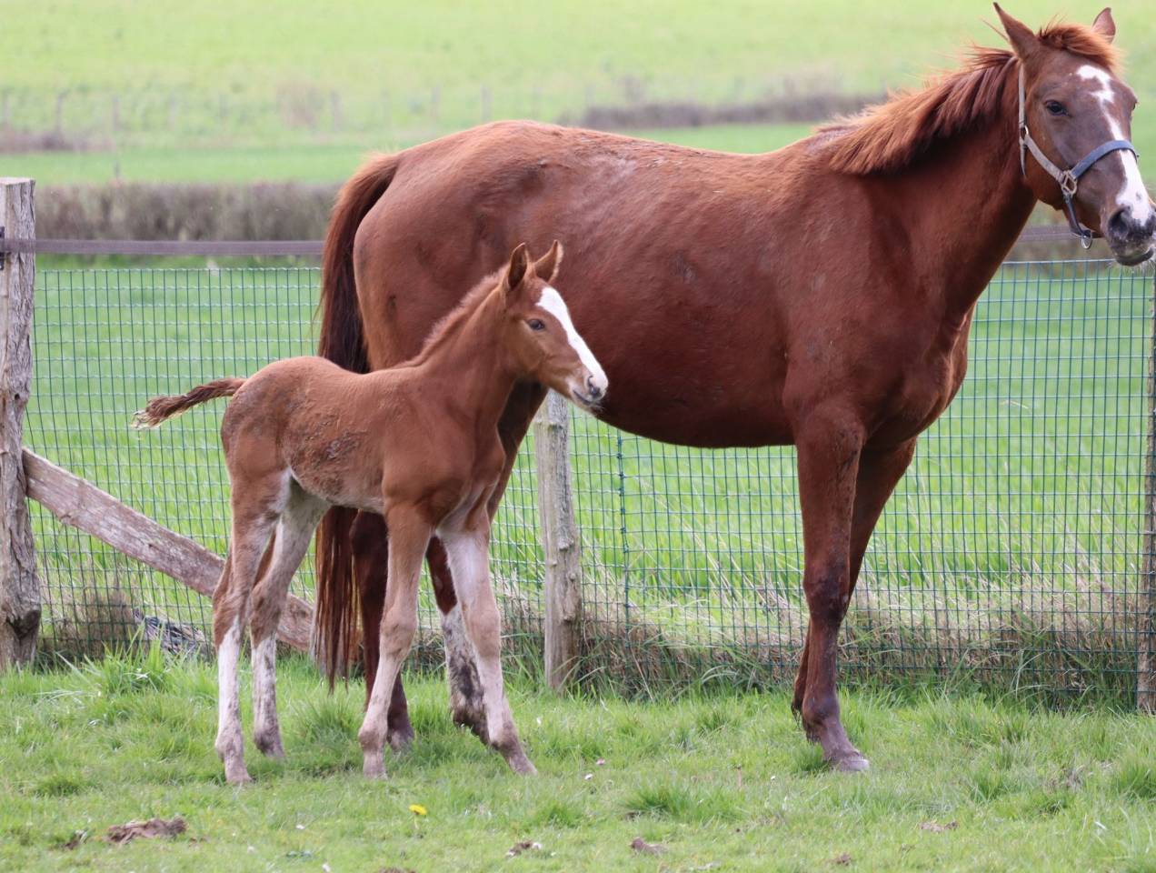 Puledro Sella Francese In vendita 2023 Sauro brulé ,  Jilbert van't ruytershof