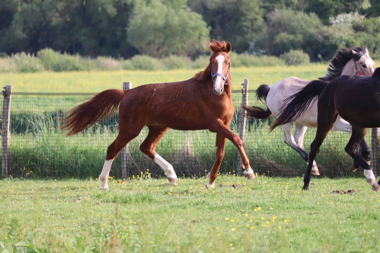 Puledro Sella Francese In vendita 2023 Sauro brulé ,  Jilbert van't ruytershof