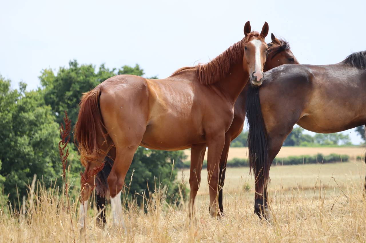 Puledro Sella Francese In vendita 2023 Sauro brulé ,  Jilbert van't ruytershof