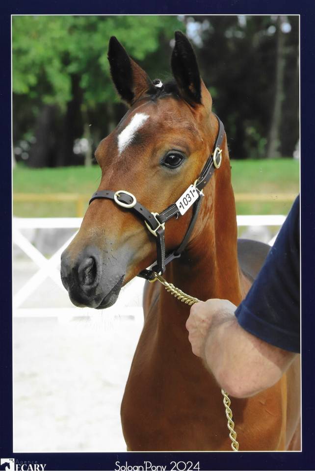 Puledro PFS Pony Francese da Sella In vendita 2023 Baio ,  Montbazillac du Lin