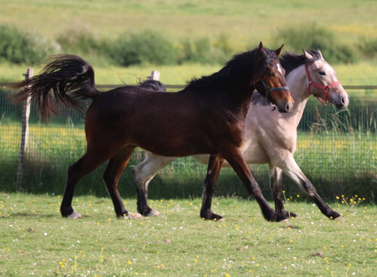 Puledro PFS Pony Francese da Sella In vendita 2023 Baio ,  Montbazillac du Lin